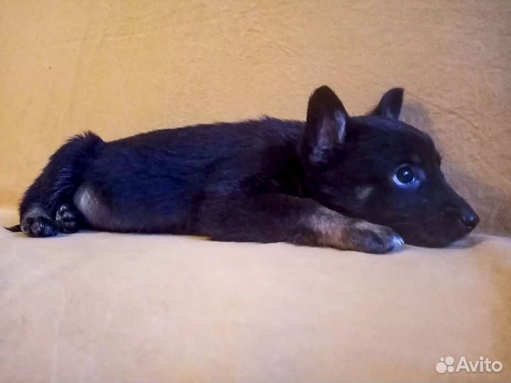 Привитая Джесси - щенок-девочка в дар