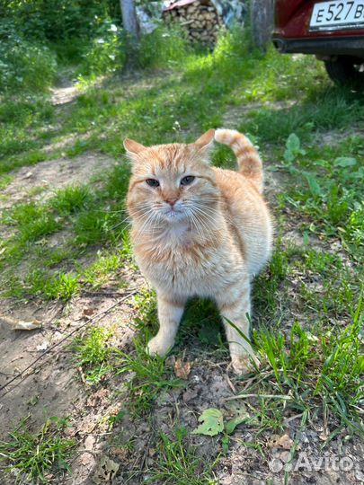 Отдам котика-1 год