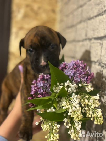 Щенки стаффорда