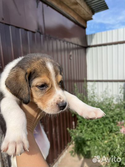 Русская пегая гончая