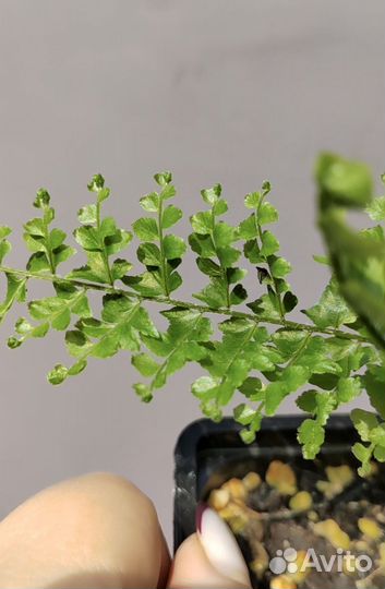 Нефролепис Бостон курчавый