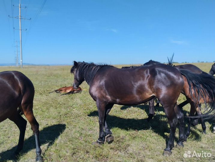 Кобыла 3 года