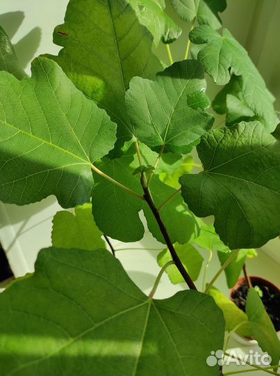 Саженцы инжира