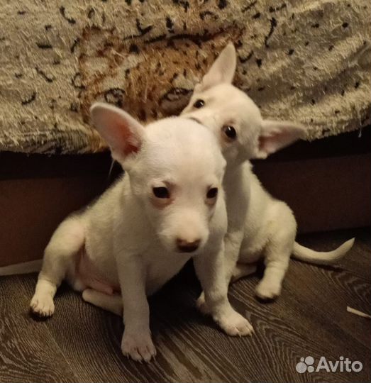 Щенки в дар