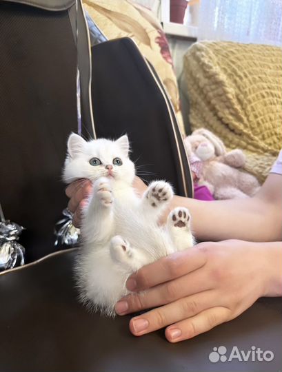 Британские котята серебристая шиншилла
