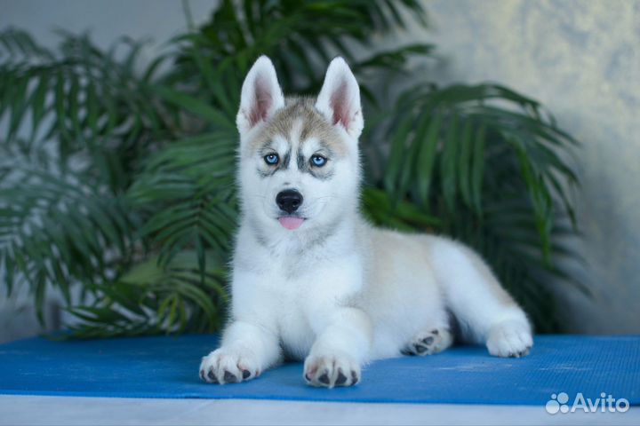 Сибирский хаски