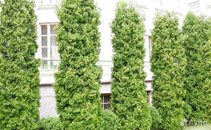 Туя западная Колумна Thuja осс. Columna 140+ см