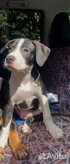 Питбуль прайтер щенки