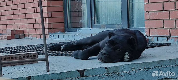 Щенки Кане Корсо продажа