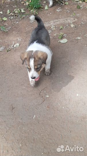 Возьмите в добрые руки