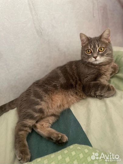 Кошка