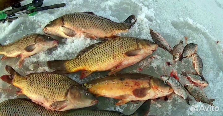 Рыбалка зимняя Карп