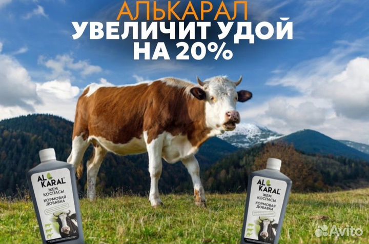 Добавка для коров увеличивает удои