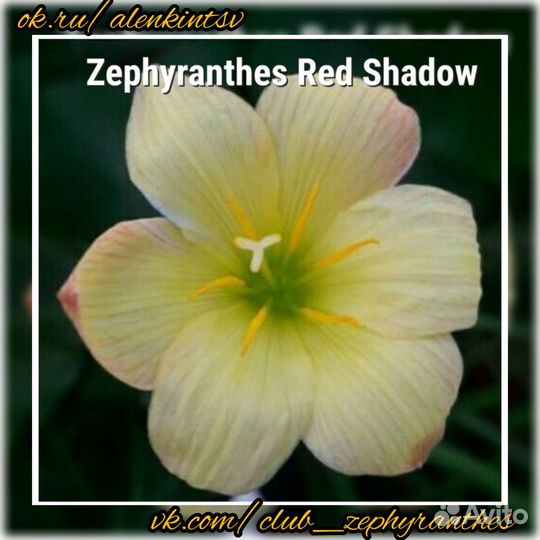 Зефирантес