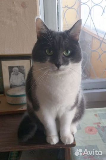 Интеллигентный котик в добрые руки
