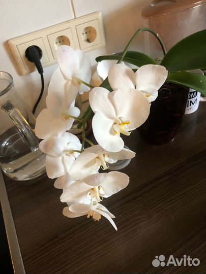 Орхидея с горшком