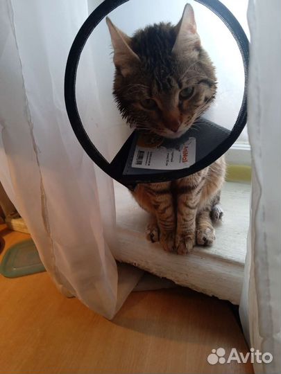 Котик бесплатно в добрые руки