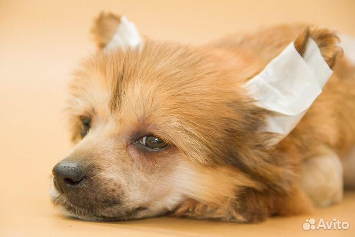 Китайская хохлатая щенки