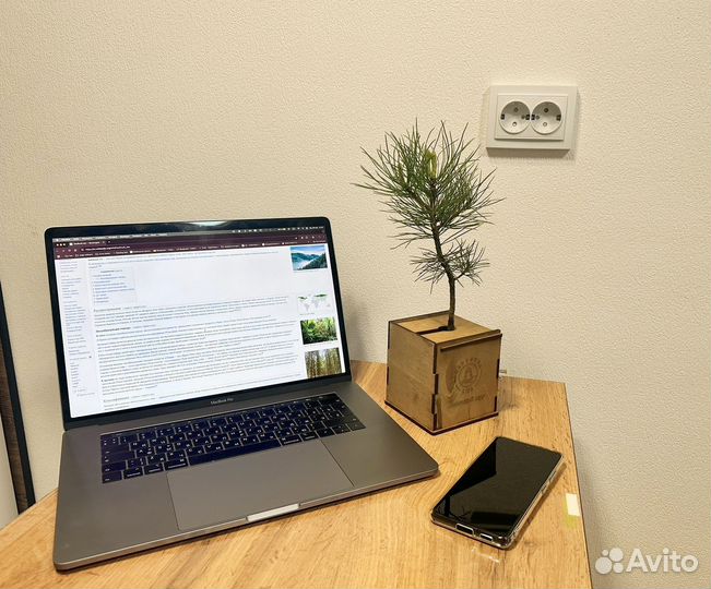 Комнатные растения (кедр сибирский)