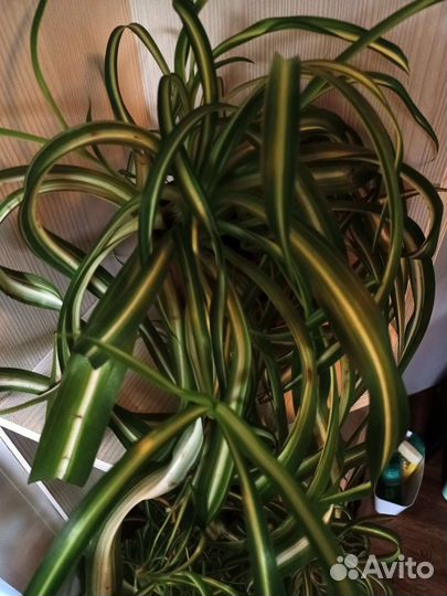 Хлорофитум кудрявый