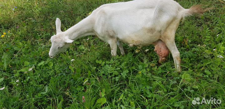 Коза альпийская и зааненская