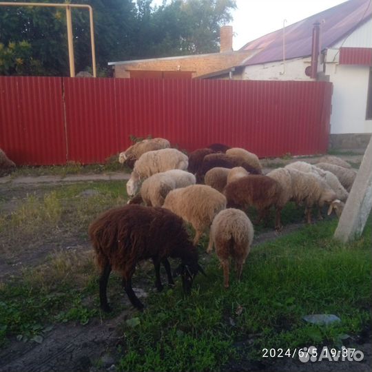 Овцы бараны