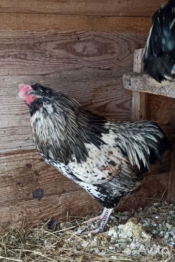 Петухи араукана, возраст 7 месяцев