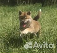 Щенки акита ину