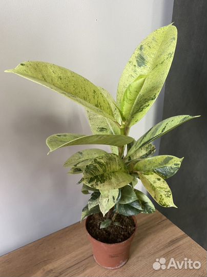 Фикус шривериана