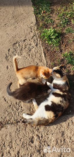 Котята в добрые руки