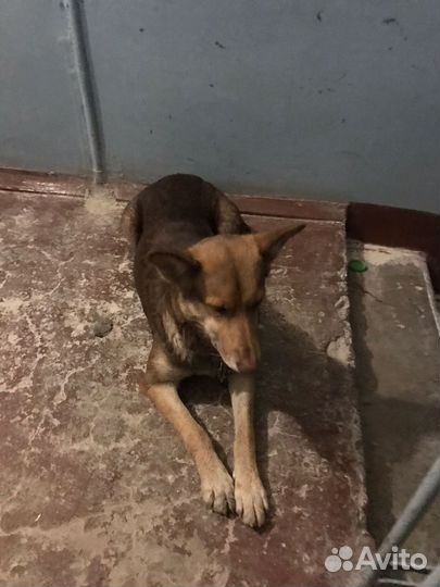 Щенок дворняга в добрые руки в Туле