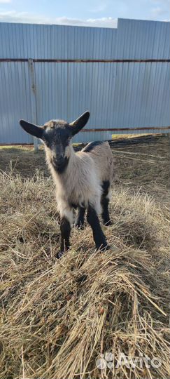 Продается коза с козленком
