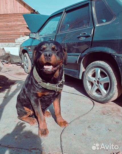 Вязка ротвейлера(мальчик)