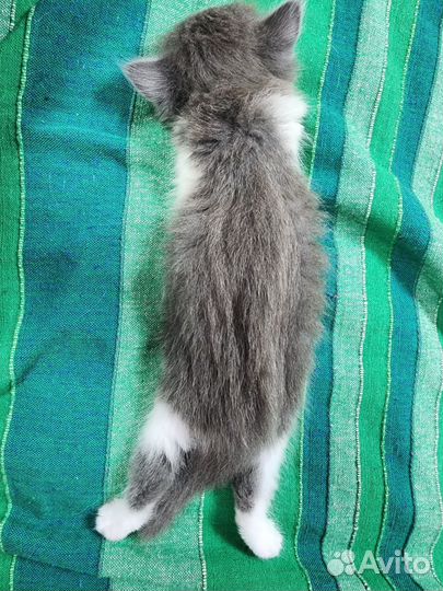 Котята милые волшебные. Пушистые :)