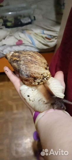 Улитки ахатины