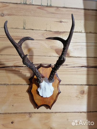 Рога косули