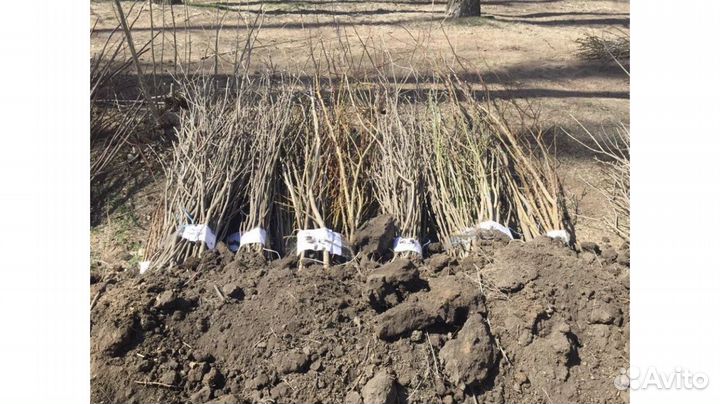 Саженцы Рябина, клена, липы обыкновеная