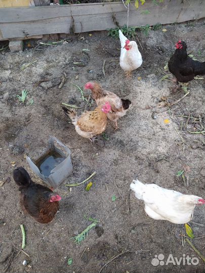 Куры несушки