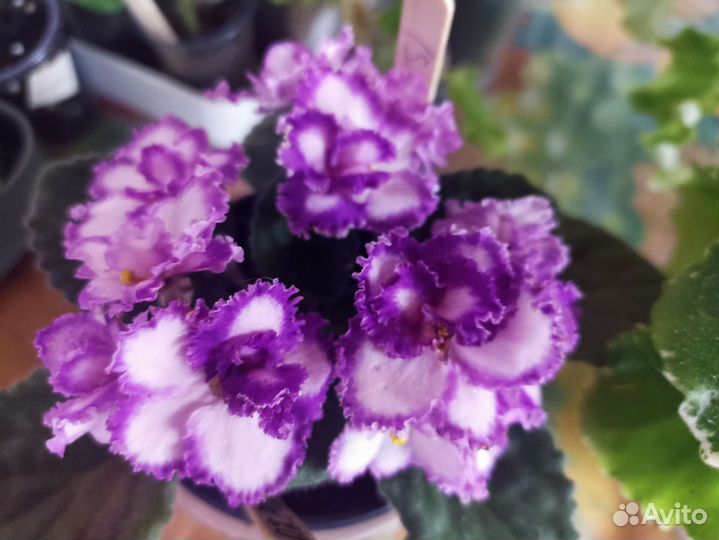 Сортовые фиалки