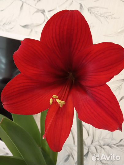 Гиппеаструм