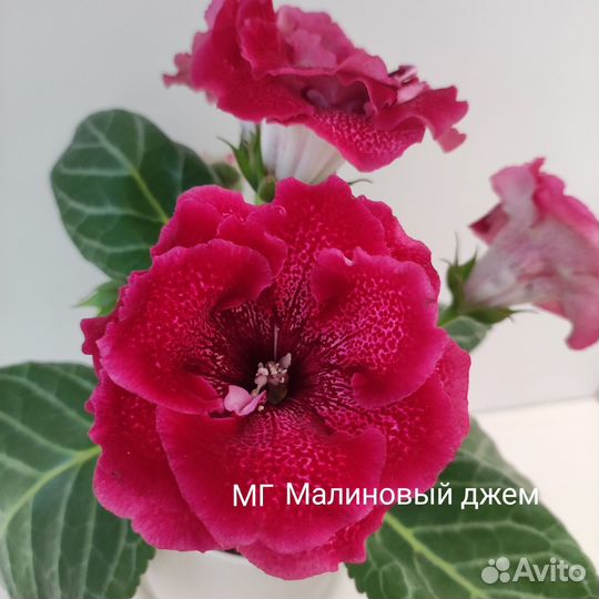 Клубни глоксиний