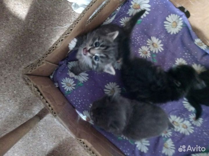 Отдам в добрые руки котят