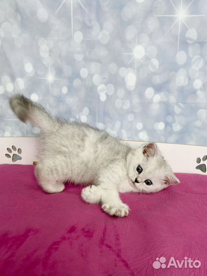 Серебристые котята