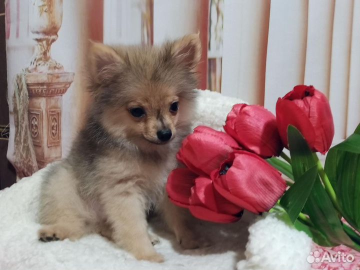 Померанский шпиц мальчик