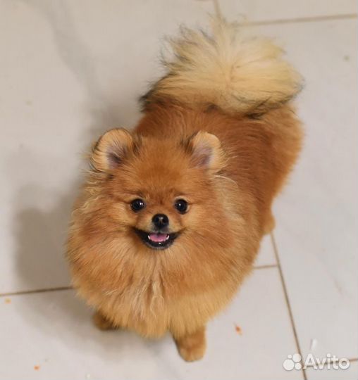 Померанский шпиц