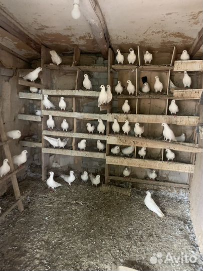Продажа голубей