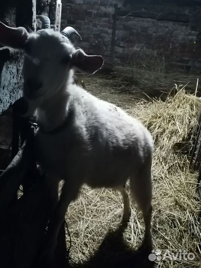 Козы котные