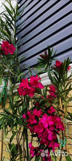 Олеандр малиновый