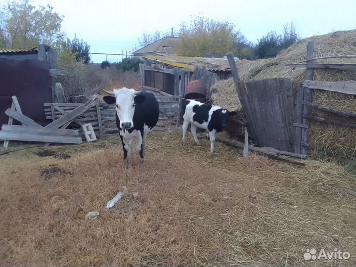 Корова с теленком