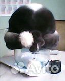 Купите новую симпатичную норковую шапочку